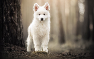White dog woods closed light - its eye free wallpaper