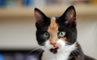 Surprised black cat blurry background - bálint kiss free wallpaper