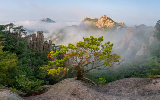 Mountain tree fog river landscape - low free wallpaper