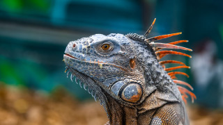 Lizard spikes long neck blurry - a close up of a lizard free wallpaper