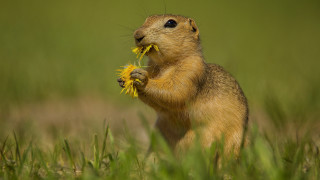 Small rodent eating flower field - small free wallpaper