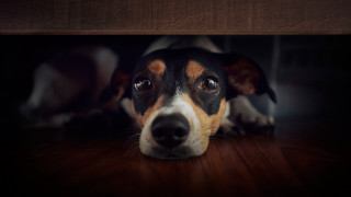 Dog sad looking up wooden - tachisme free wallpaper