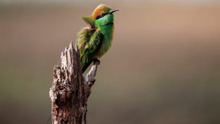 Green bird wooden pole tree - arie smit free wallpaper