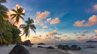 Beach palm trees rocks sunset - daphne mcclure free wallpaper