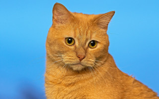 Cat serious blue background outdoor - professional photo free wallpaper
