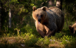 Brown bear walking forest open - a brown bear free wallpaper