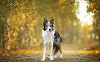 Dog woods autumn leaves blurry - a dirt road free wallpaper for desktop
