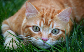 Cat sad eyed laying in - photorealism free wallpaper
