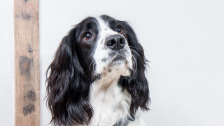Black white dog looking up - a white wall behind free wallpaper