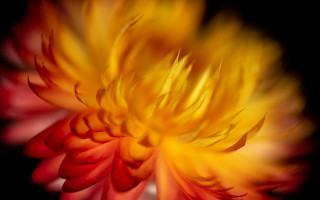 Flower blurry fiery wings macro - bernd fasching free wallpaper for desktop