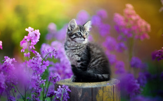 Kitten stump flower field blurry - a kitten free wallpaper