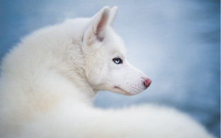 White dog blue eyes blue - the distance free wallpaper