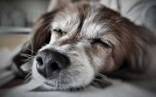 Dog sleeping bed pillow photorealism - his head on free wallpaper