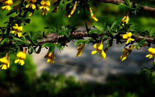 Branch yellow flower butterfly nature - a park area free wallpaper