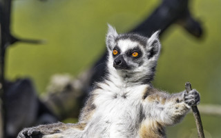 Small animal stick yellow eyes - a blurry background of trees and grass free wallpaper