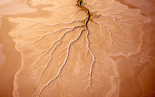 Large leaf plant sandy beach - a sandy beach free wallpaper