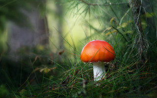 Red mushroom grass woods blurry - shallow free wallpaper