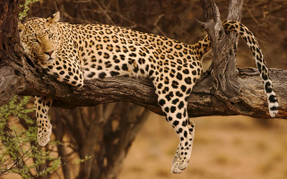 Leopard tree branch wildlife puzzle - a leopard free wallpaper