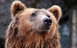 Brown bear closeup furry art - a brown bear free wallpaper