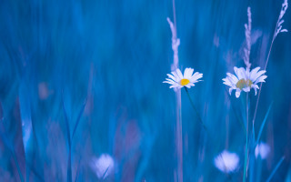 White flower blue sky water 2 - a blue sky behind them free wallpaper