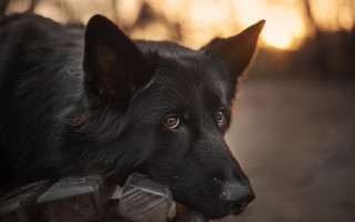 Black dog fence sunset portrait - a sunset behind free wallpaper