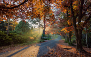 Autumn leaves road light forest - the side of the road free wallpaper
