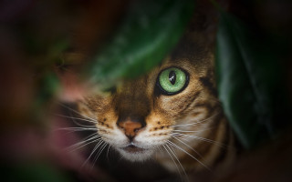 Green eyes cat behind leaf - art photography free wallpaper for desktop