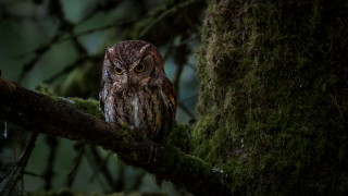 Brown owl moss branch night - a moss free wallpaper