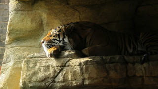 Tiger laying rock wall zoo - a tiger free wallpaper