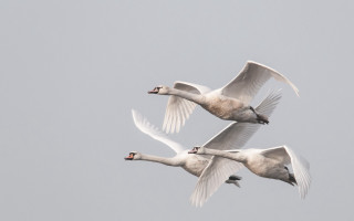 White birds flying sky symmetric - symmetric balance free wallpaper