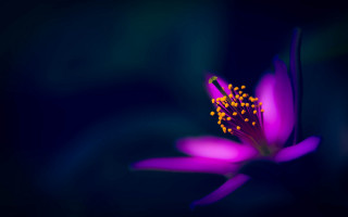 Purple flower yellow stamens dark - a purple flower free wallpaper