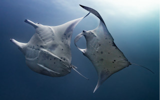 Two stingrays swimming curled tails - their eye free wallpaper