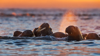 Elephants splash water sunset dawn - their head free wallpaper