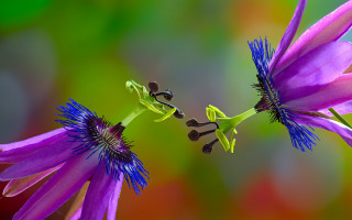 Purple flower bug macro art - a green background and a blurry background behind free wallpaper