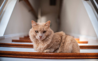 Cat staircase serious eyes renaissance - a serious look free wallpaper