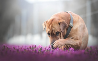 Dog sniffing purple flower foggy 2 - the foggy day free wallpaper