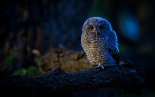 Small owl night glowing eyes - a small owl free wallpaper