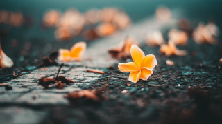 Yellow flowers dirt grass autumn - dirt and grass free wallpaper
