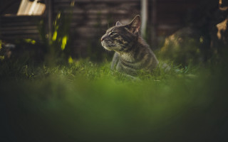 Cat grass tiltshift nature bench - the distance free wallpaper for desktop