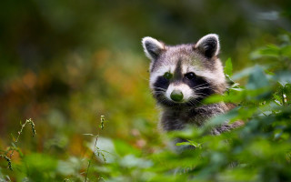 Raccoon leaves bushes woods photorealistic 2 - a raccoon free wallpaper