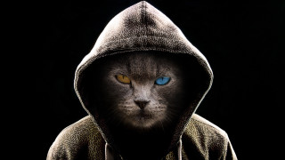 Black cat blue eyes hooded - menacing free wallpaper