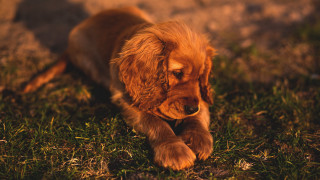 Small brown dog laying green - a lush green field of grass next free wallpaper