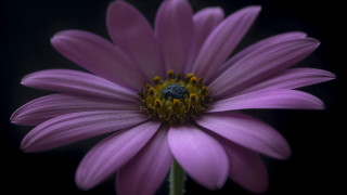Purple flower yellow center black - a purple flower free wallpaper