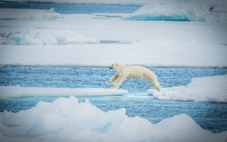 Polar bear iceberg arctic ocean - ice flo free wallpaper