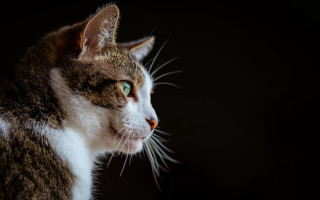 Cat green eyes white stripe - the distance free wallpaper for desktop