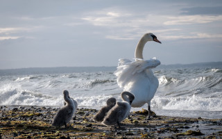 Swan babies beach water waves - the rock free wallpaper