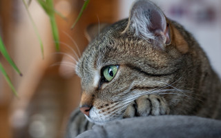 Cat green eyes laying couch - a wooden floor free wallpaper