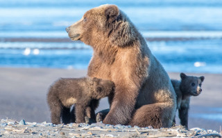 Mother bear cubs beach ocean - naturalism free wallpaper