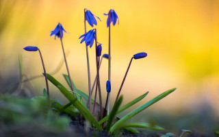 Blue flowers field grass sunset - yellow background free wallpaper