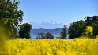 Yellow flowers mountain blue sky - beautiful landscape free wallpaper